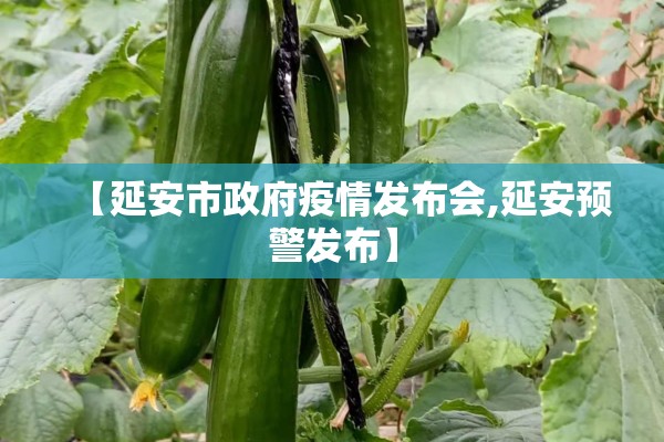 【延安市政府疫情发布会,延安预警发布】