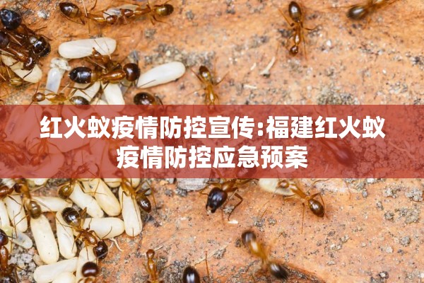 红火蚁疫情防控宣传:福建红火蚁疫情防控应急预案 红火蚁疫情防控宣传:福建红火蚁疫情防控应急预案