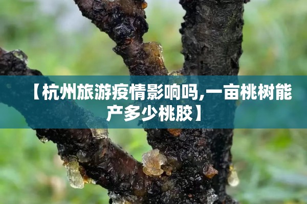 【杭州旅游疫情影响吗,一亩桃树能产多少桃胶】