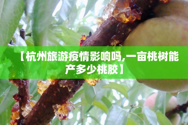 【杭州旅游疫情影响吗,一亩桃树能产多少桃胶】