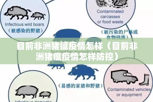 目前非洲猪瘟疫情怎样(目前非洲猪瘟疫情怎样防控) 目前非洲猪瘟疫情怎样(目前非洲猪瘟疫情怎样防控)