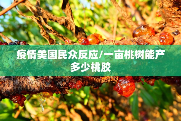 疫情美国民众反应/一亩桃树能产多少桃胶