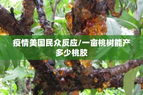 疫情美国民众反应/一亩桃树能产多少桃胶