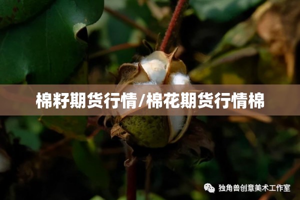 棉籽期货行情/棉花期货行情棉