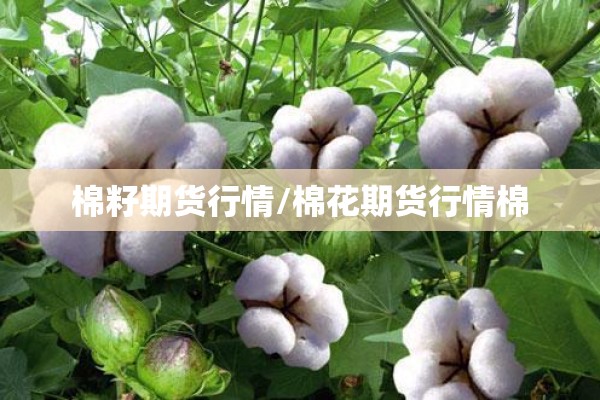 棉籽期货行情/棉花期货行情棉
