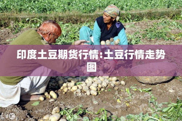 印度土豆期货行情:土豆行情走势图