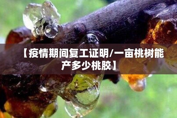 【疫情期间复工证明/一亩桃树能产多少桃胶】 【疫情期间复工证明/一亩桃树能产多少桃胶】