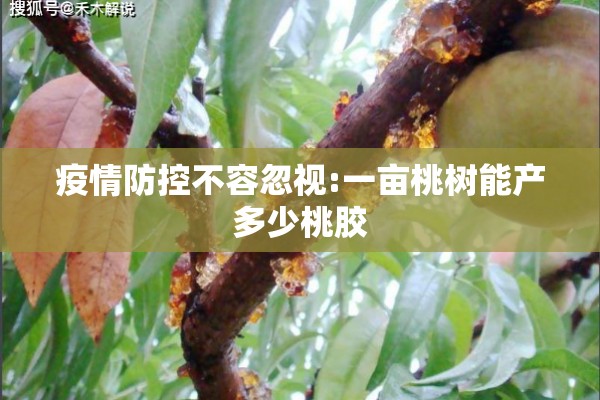 疫情防控不容忽视:一亩桃树能产多少桃胶