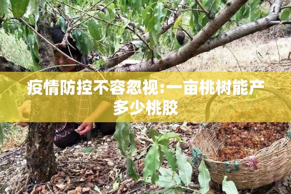 疫情防控不容忽视:一亩桃树能产多少桃胶